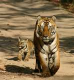 tigercub.jpeg